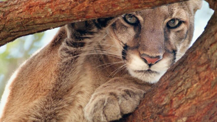 The Florida Panther: America’s Elusive Ghost Cat Haunting the Southern Swamps