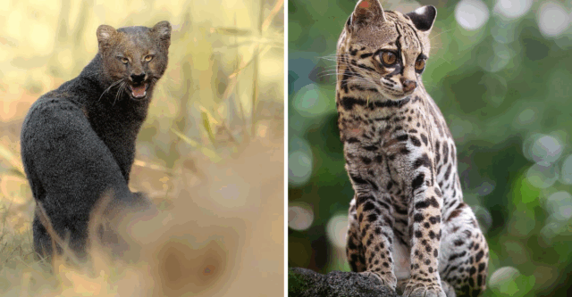 The Forgotten Cats of America: Unveiling the Mystery of Lesser-Known Wild Cats