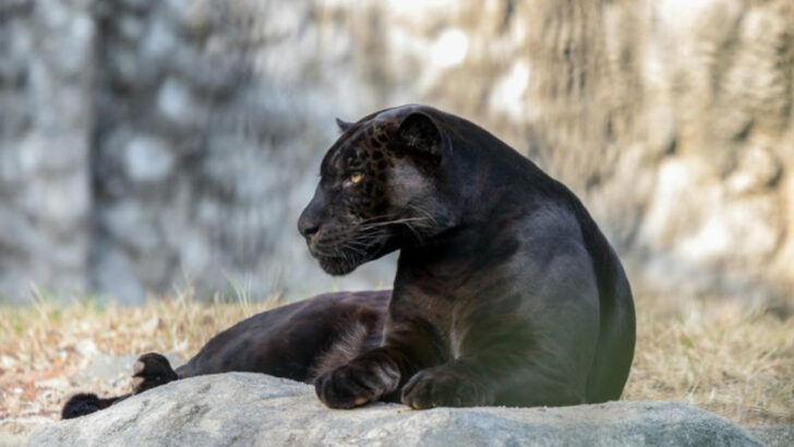 The Genetics of a Panther: What Makes This Feline Truly Unique Among Big Cats?