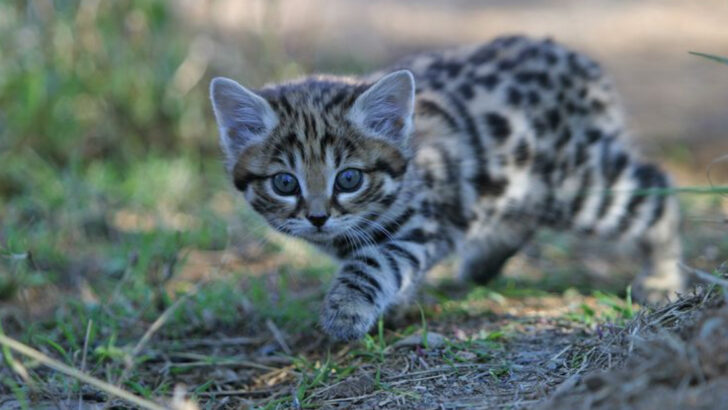 The Hidden World of Wild Cats: 12 Fascinating Felines You Won’t Find at Your Local Zoo