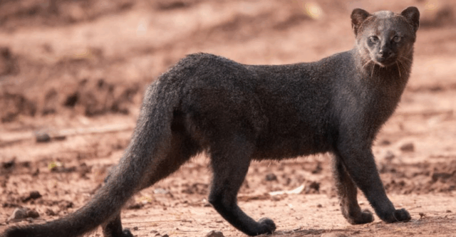The Jaguarundi: A Silent Predator Roaming the Untouched Corners of the Americas