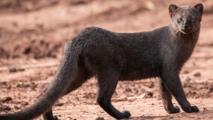 The Jaguarundi: A Silent Predator Roaming the Untouched Corners of the Americas