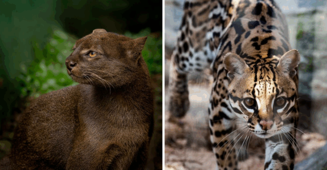 The Most Common Wild Cat in Every U.S. Region—Plus Tips for Recognizing Each Species