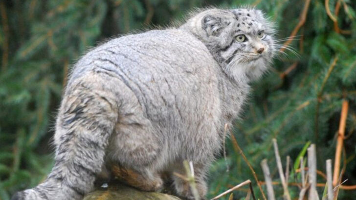 The Pallas’s Cat: How This Little Feline Survives in the Harshest Habitats