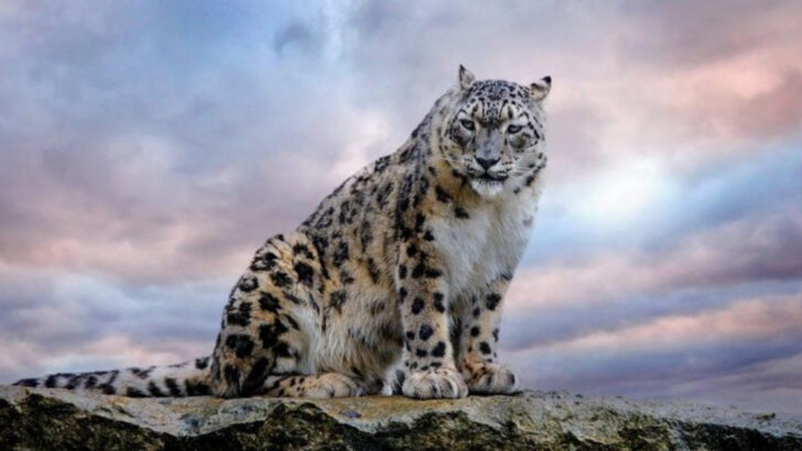 The Shocking Way Snow Leopards Keep Mountain Ecosystems Alive
