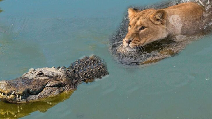 The Surprising Prey Lions Will Eat in Harsh Conditions