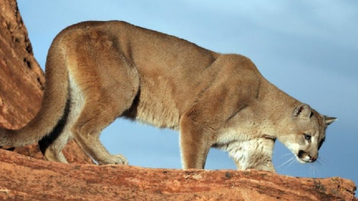 The Top 10 States Where Panthers Thrive: What Makes These Wild Places So Perfect