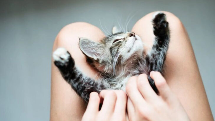 These 10 Cat Cuddle Benefits Might Make You Never Leave the Couch Again
