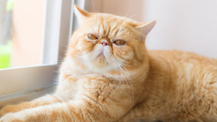 These 8 Cat Breeds Are Overhyped—and Here’s Why You Might Want to Rethink Choosing Them