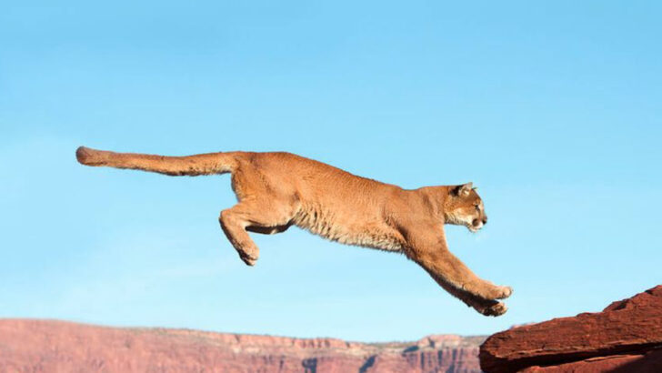 These 8 Wild Cats Can Leap Over 10 Feet Straight Up — Prepare to Be Amazed!