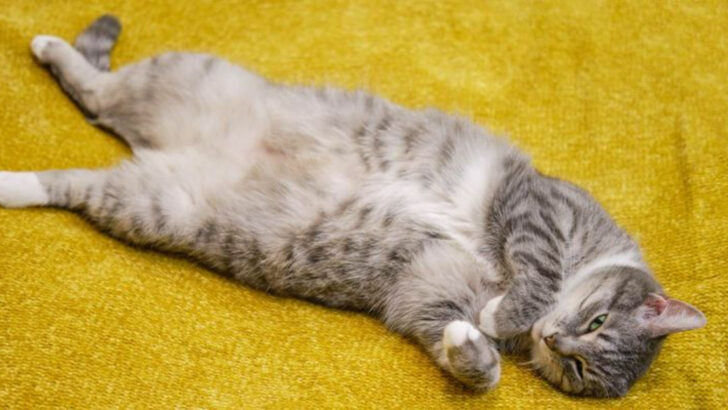 These 9 Quirks Only Come Out When Cats Feel Safe and Loved