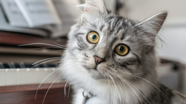 These are the 10 Small Changes That Will Deepen the Bond With Your Cat