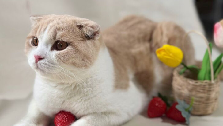 They Look Like Angels, but These Cat Breeds Are Absolute Terrors