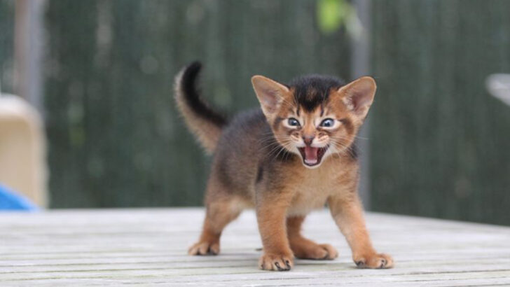 They May Be Cute, But These 10 Cats Are Born Trouble-Makers, Masters of Chaos and Mischief