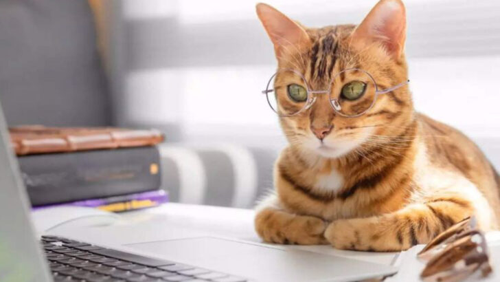 They Mean Well… We Think: 8 Everyday Ways Cats Try to ‘Help’ and Completely Fail