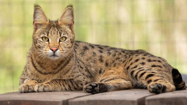 Think Dogs Are Smarter? These 11 Cat Breeds Might Prove You Wrong