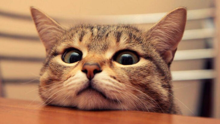 Think Your Cat Loves You? These 12 Subtle Behaviors Might Suggest Otherwise