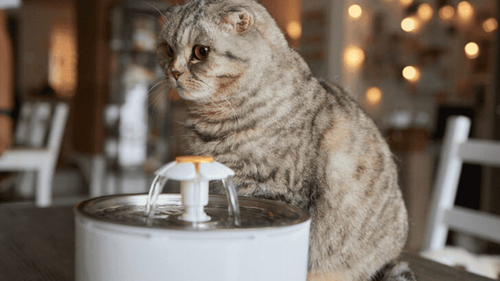 Thirsty Kitty? 7 Feline Hydration Tips & 3 Water Bowl Alternatives That’ll Make Your Cat Sip Happily
