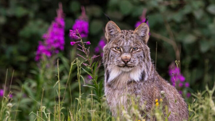 Tracking Lynx in the Wild: 5 Hidden Corners of the U.S. Where They Still Thrive