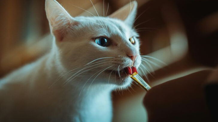 Trust Takes Time: Gentle, Reassuring Ways to Help Your Cat After a Major Life Change or Move