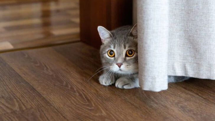 Understanding Cat Body Language: 9 Signs of Fear Every Pet Parent Needs to Know