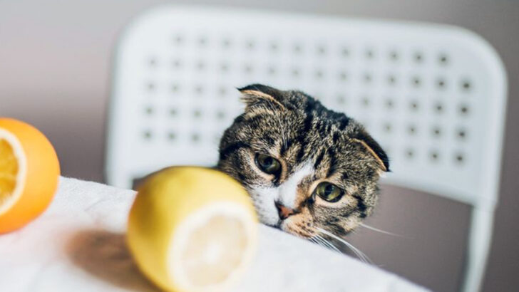 Understanding Cat Curiosity: 10 Fascinating Ways Cats React When Faced with the Unknown