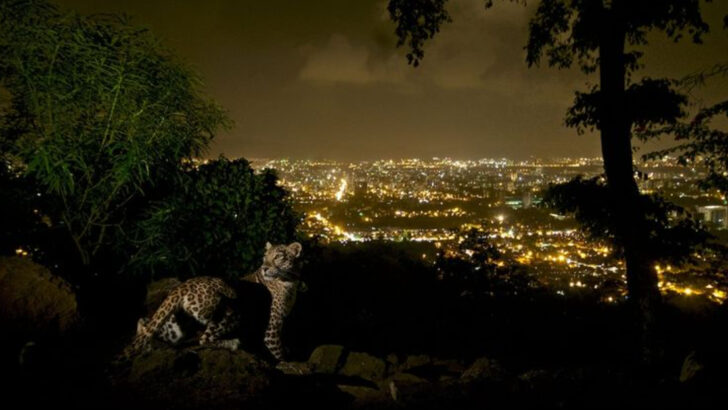 Urban Leopards in Mumbai: How These Wild Cats Survive and Thrive Amidst the City Chaos