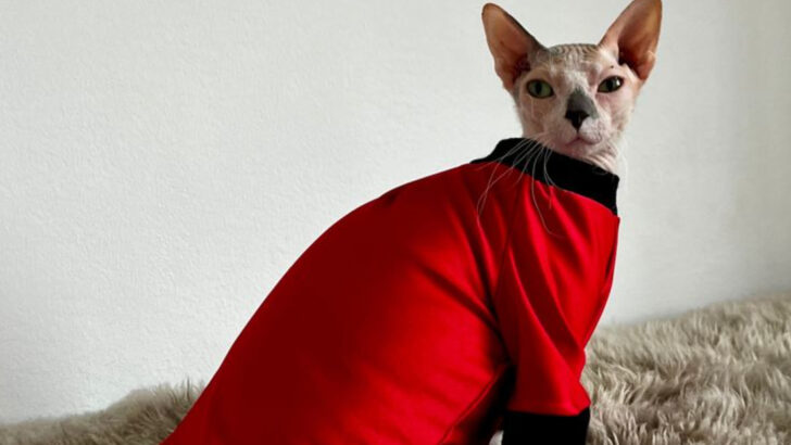 Wait, Cats Need Skincare Too? Here’s What You Didn’t Know But Should