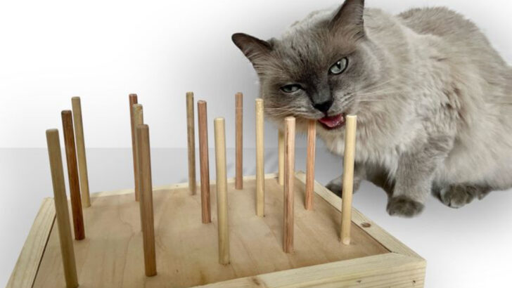 Want a Happy Cat and a Clutter-Free Home? This Minimalist Guide Has You Covered