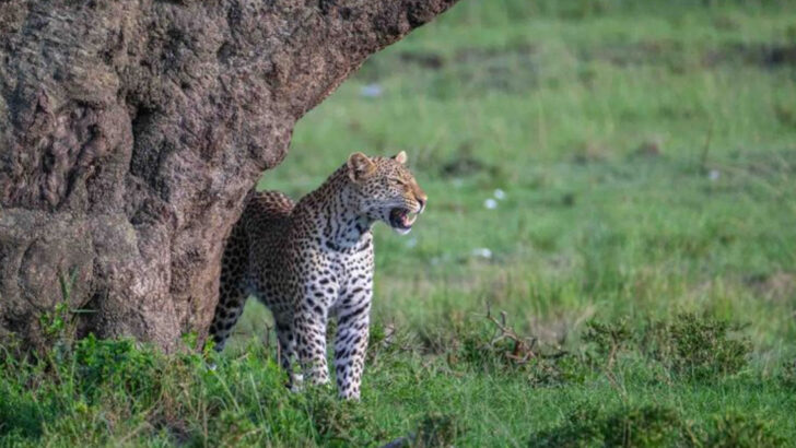 What Do House Cats and Leopards Have in Common? Here Are 10 Shared Traits
