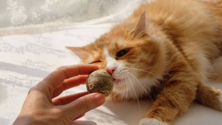 What Happens When Cats Get Catnip? 10 Things You Need to Know