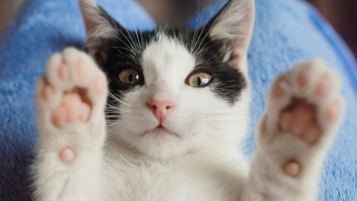 When Cats Mirror Our Moods: 10 Heartfelt Examples That Show How Deep the Connection Goes
