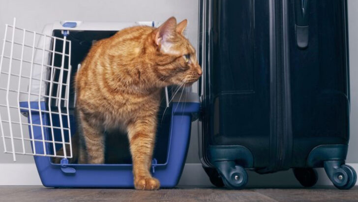 Where Should Your Cat Fly? Cabin or Cargo—The 7 Pros and Cons Explained