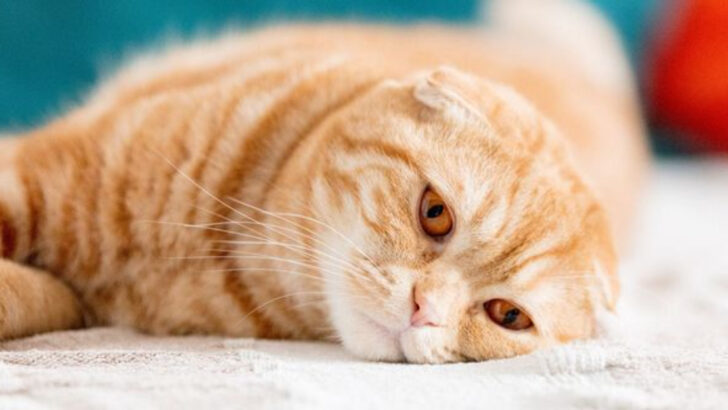 Why Cat Ownership Can Be Mentally Exhausting (Even If You’d Never Give It Up)