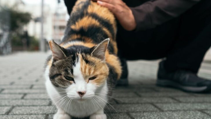Why Do Cats Raise Their Butts When Scratched? 8 Reasons for This Behavior
