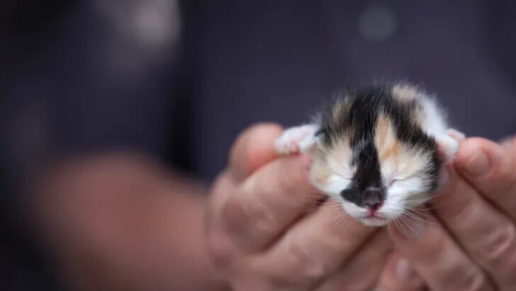 Why Do Cats Sometimes Eat Their Kittens? 7 Vet-Reviewed Reasons