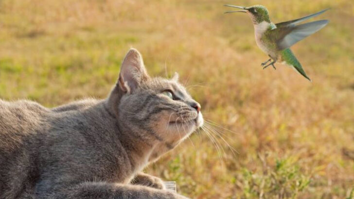 Why Some Cats Love Birds — And Others See Them as Dinner