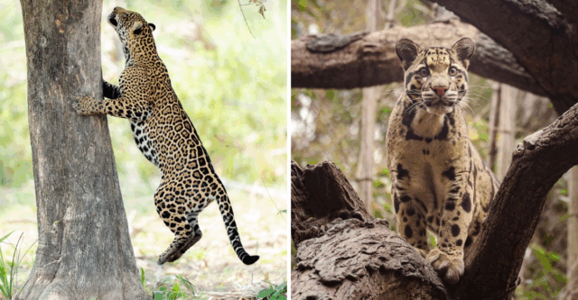 Wild Cats Defying Gravity: Meet the 8 Most Skilled and Agile Tree Climbers