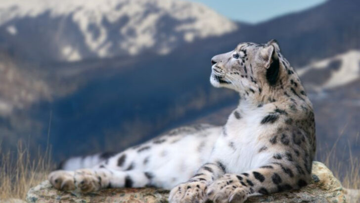Wild Cats That Live in Places You’d Never Expect (Yes, Even Cities)