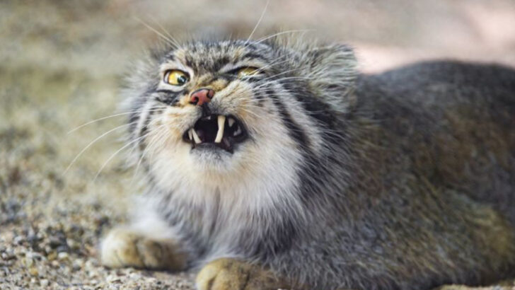 Wild Cats vs. House Cats: How Their Instincts Differ in the City and the Wild
