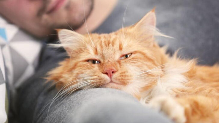 Your Cat Doesn’t Act This Way With Anyone Else—Here’s How You Can Tell