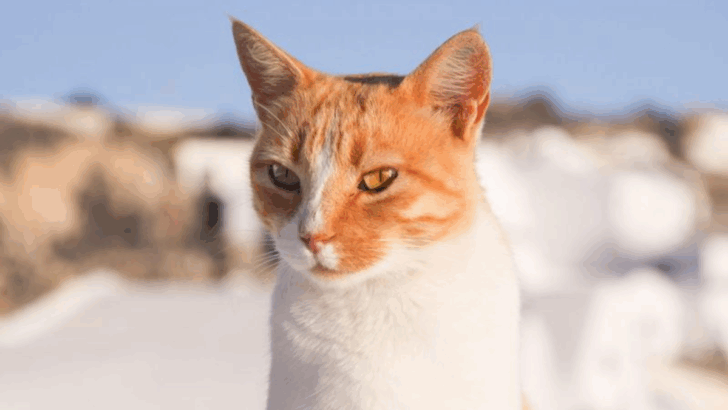 10 American Cat Breeds & 5 That Remain a Historical Puzzle