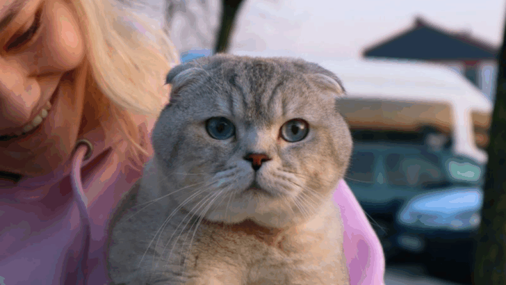 10 Cats That Bring Real Comfort and Calm to Anyone Struggling with Anxiety