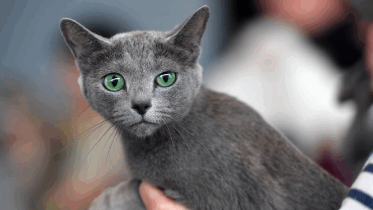 10 Cats That Share Your Feelings & 5 That Can’t Be Bothered