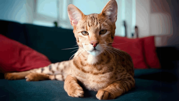10 Most Expensive Cat Breeds You Can Own in the US