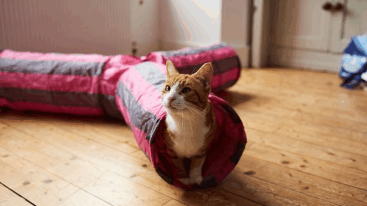 10 Ways to Support a Cat Who Just Moved Homes