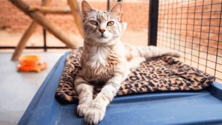 10 Ways to Welcome a Rescue Cat Without Overwhelming Them