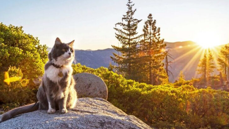 10 Behaviors To Reward Cats & 6 To Ignore Completely