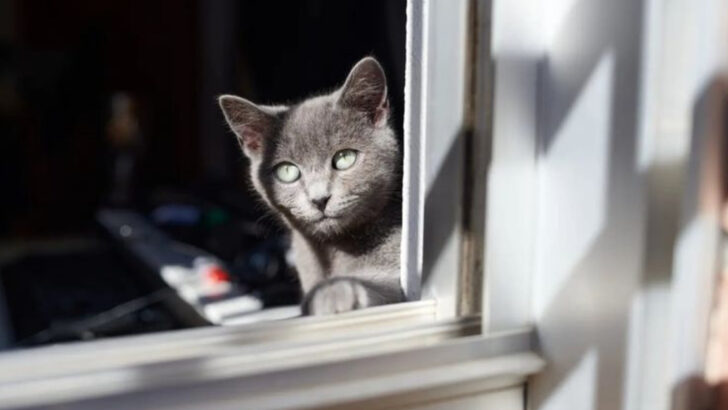 10 Cat Breeds That Protect Your Home & 5 That Just Don’t Care