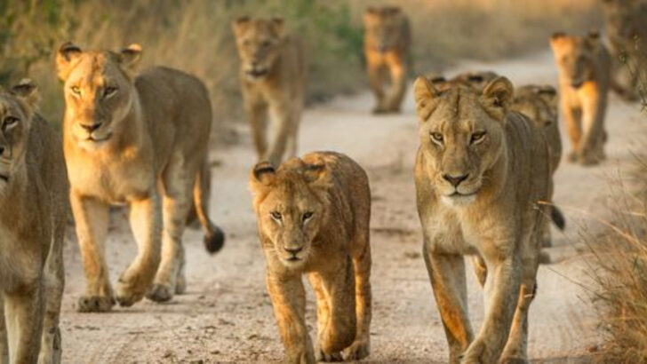 10 Countries With The Deadliest Wildlife On Earth (And 9 With Almost None At All)